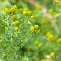 Pineappleweed